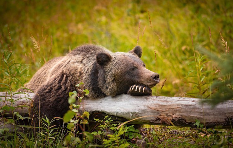 Grizzly Bear Banff NP | Rondreis Canada