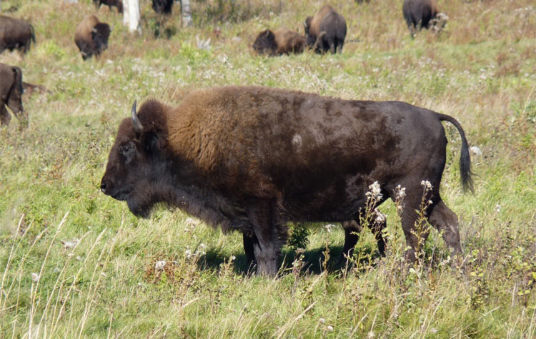 Elk Island NP Bison | Rondreis Canada