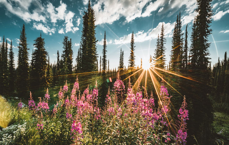 Mount Revelstoke Flowers BC | Rondreis Canada