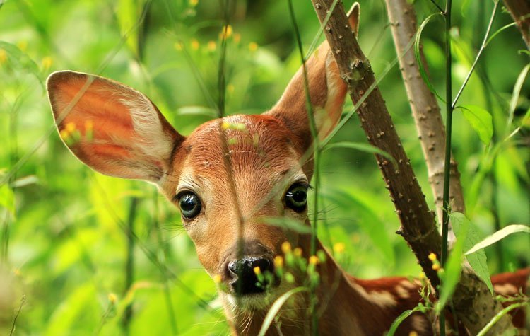 Baby Deer Ontario | Rondreis Canada