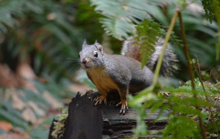 Squirrel | Rondreis Canada