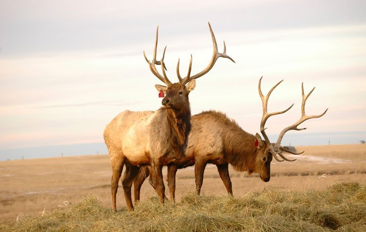 Two Elk | Rondreis Canada