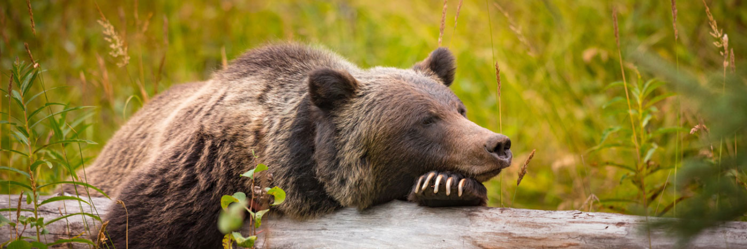 Banner Routekaart Hike The National Parks Of The Rockies Rondreis Canada | Rondreis Canada