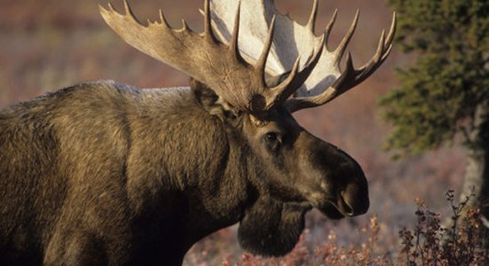 Denali NP Alaska | Rondreis USA