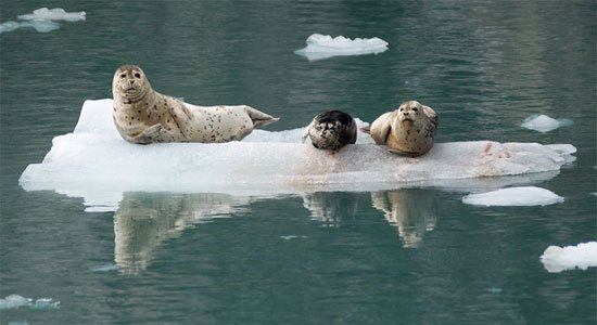 Kenai Fjords NP Alaska | Rondreis USA