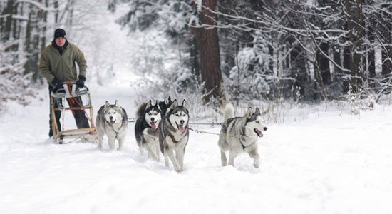 Sledehonden Alaska | Rondreis USA