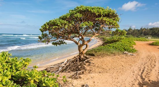 Hawaii Kauai Lihue Beach | Rondreis USA