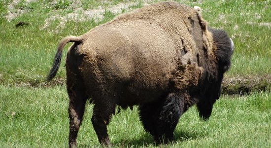Buffel | Rondreis USA