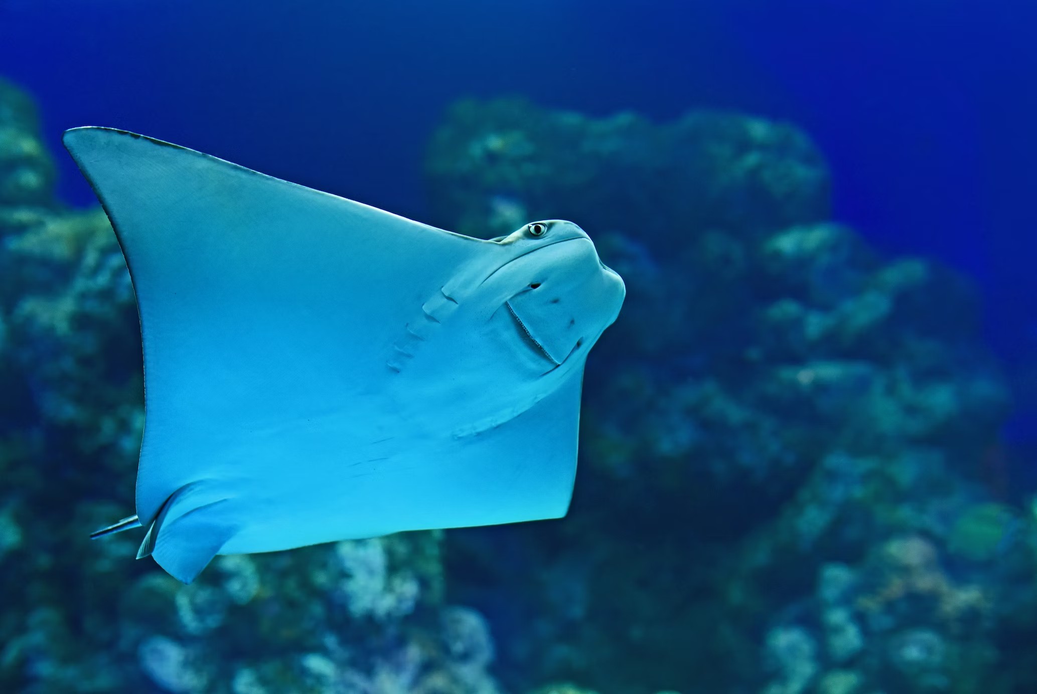Rondreis Australië, Reuzen manta
