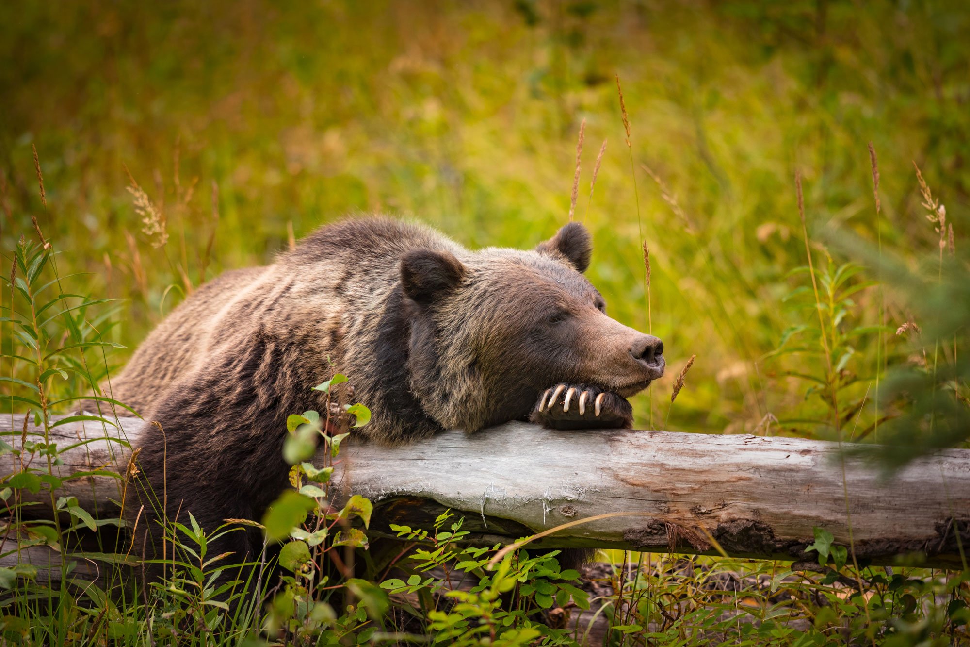 Banff NP Grizzly Bear | west Canada