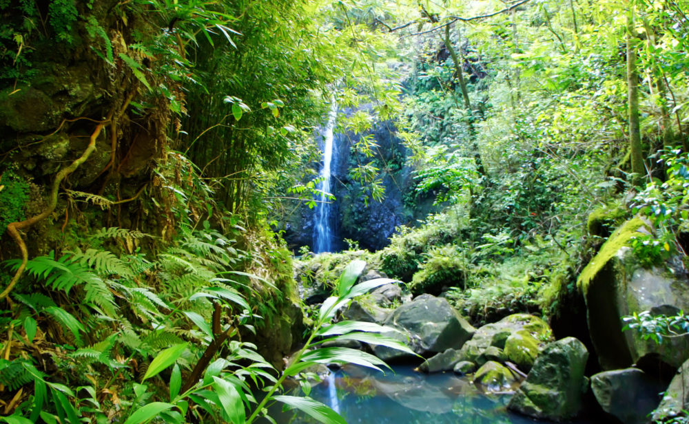 Hawaii Maui Tropical Jangels "in-tekst" | Rondreis USA