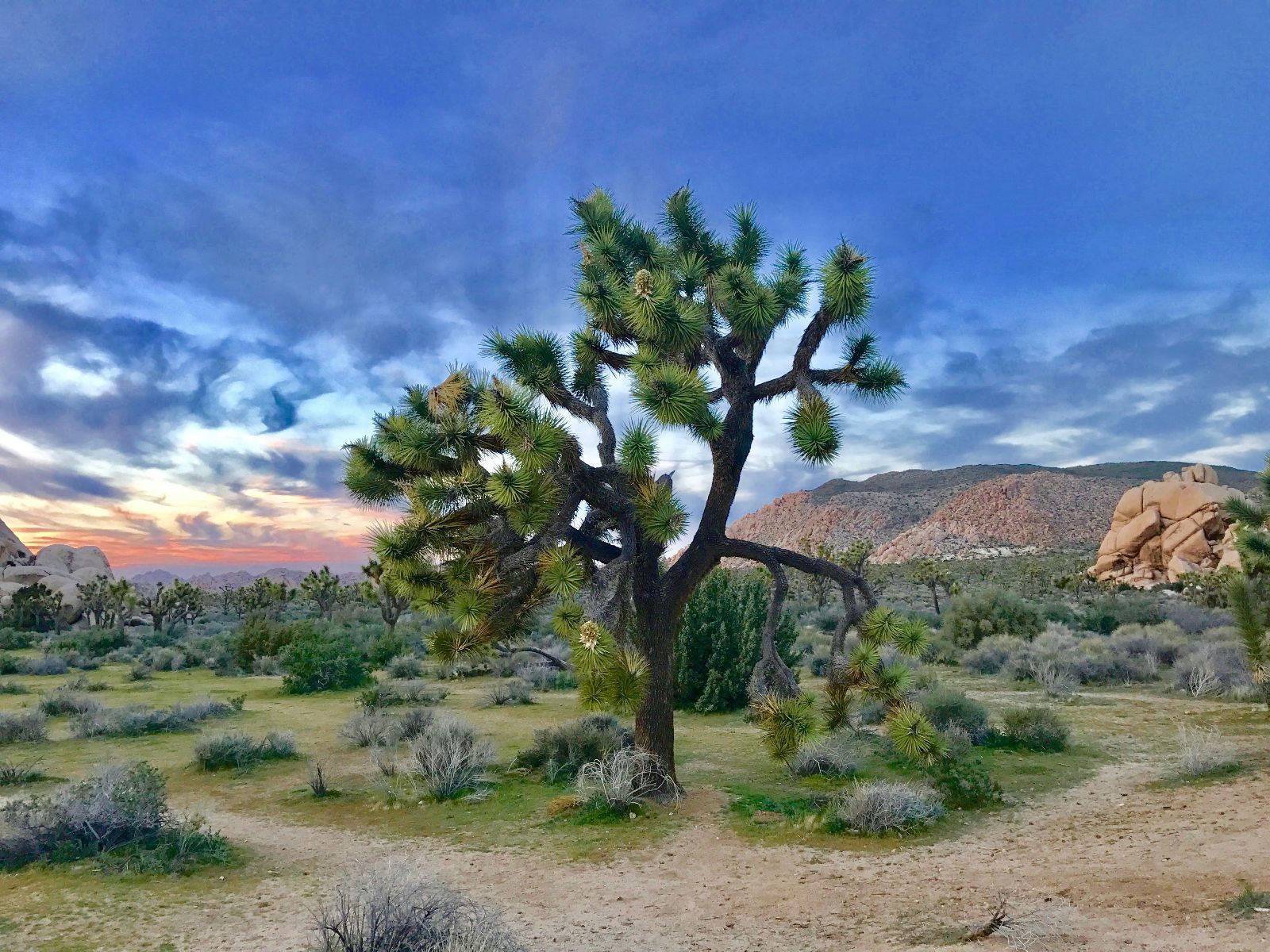 Rondreis Amerika, Joshua Tree National Park, boom met gekleurde lucht