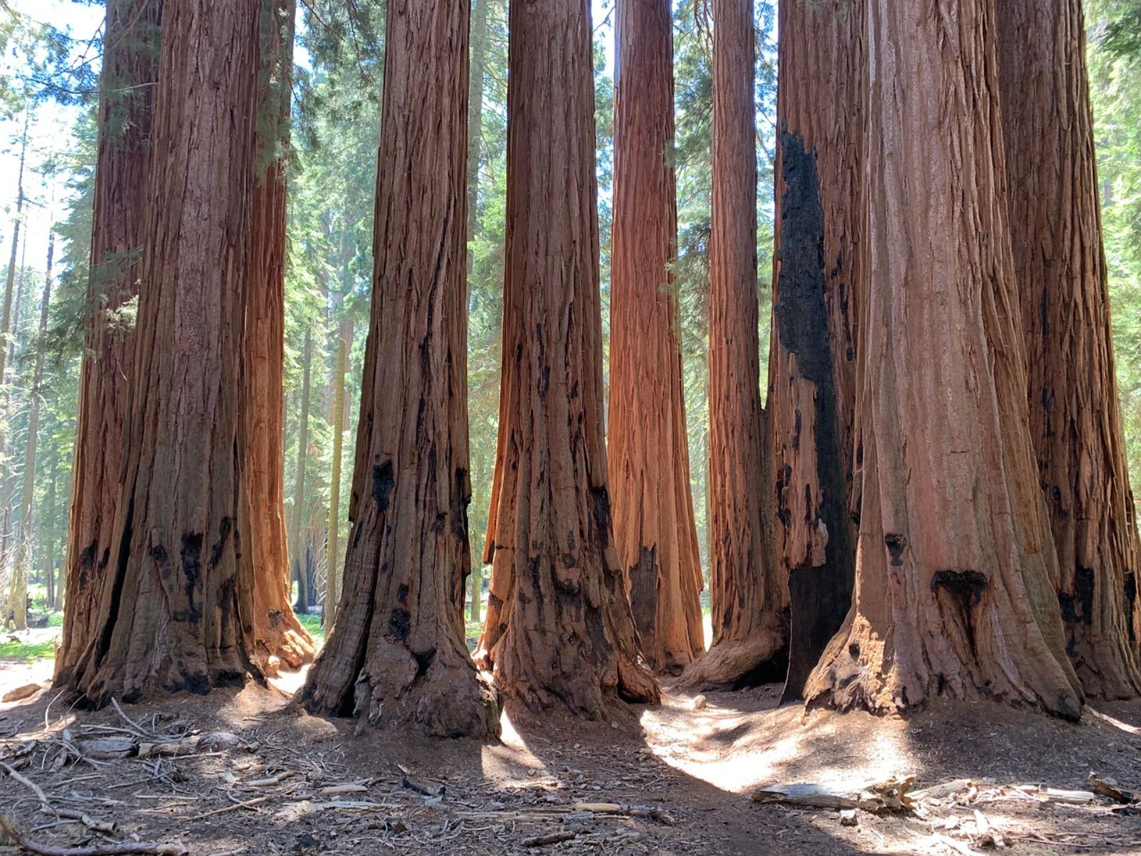 Rondreis Amerika, Sequoia & Kings Canyon National Park, sequoia boomstammen