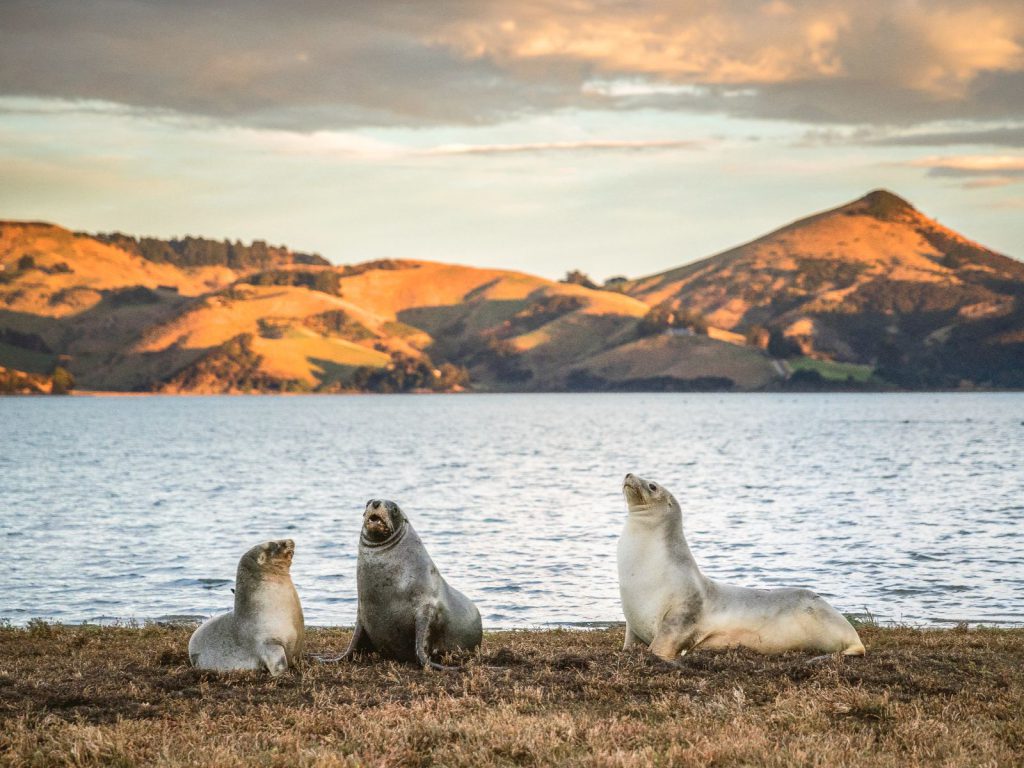 Rondreis Nieuw-Zeeland, Dunedin en Otago Peninsula, Zeehonden bij water, Beeldbank Pure New Zealand