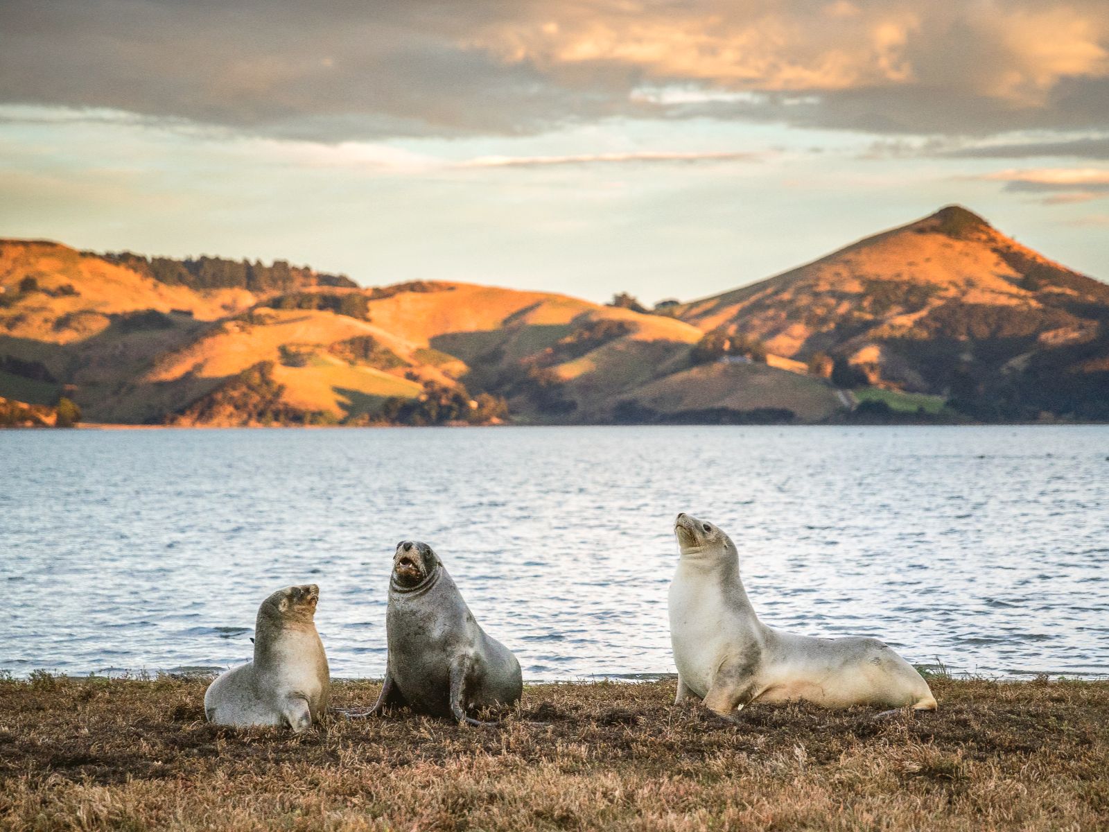 Rondreis Nieuw-Zeeland, Dunedin en Otago Peninsula, Zeehonden bij water, Beeldbank Pure New Zealand
