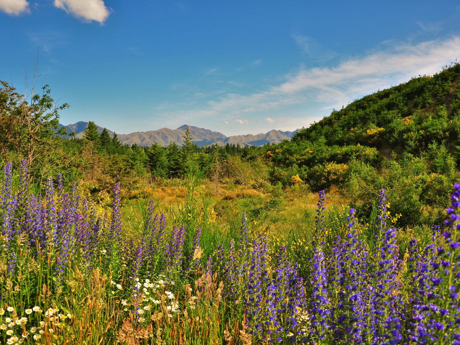 Rondreis Nieuw Zeeland, Hanmer Springs, groene bergen en bloemen-iStock