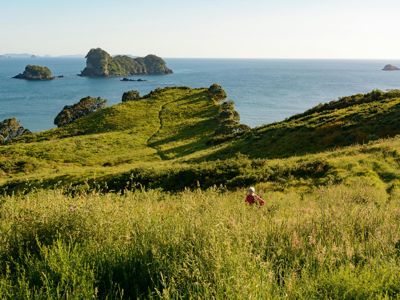 Rondreis Nieuw-Zeeland, Kapiti Island, Grasveld op berg met water