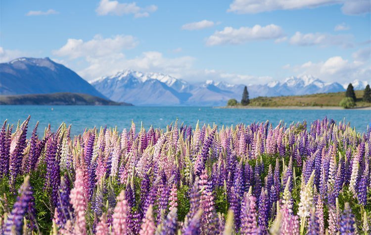 Lake Tekapo Catlins | Rondreis Nieuw-Zeeland