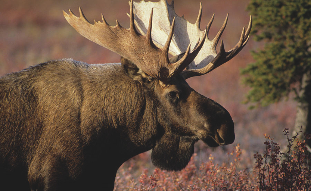 Denali NP Alaska Moose | Rondreis USA