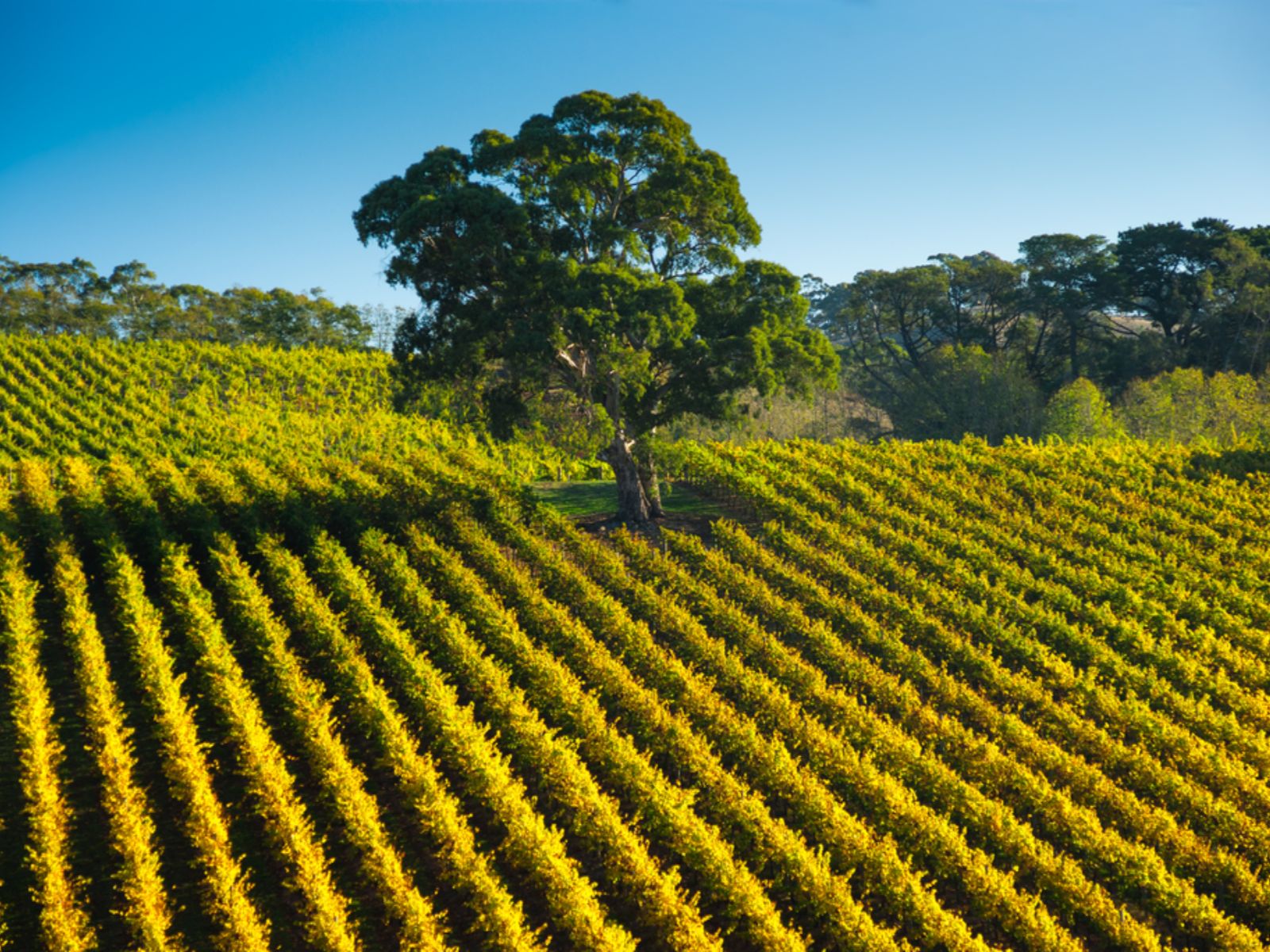 Rondreis Australië, Adelaide, Groene fruitbomen met grote boom in het midden