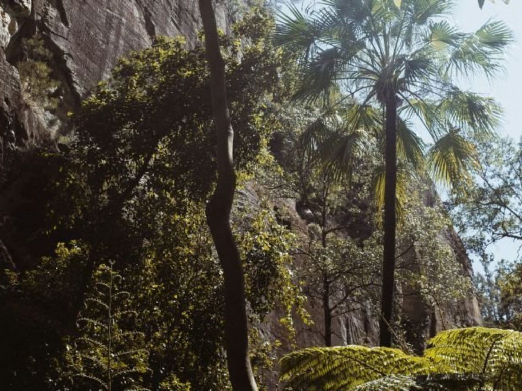 Rondreis Australië, Carnarvon, palmbomen