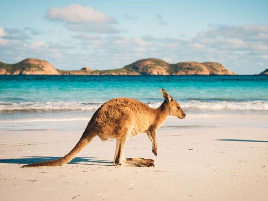 Rondreis Australië, Esperance, Kangoeroe op het strand