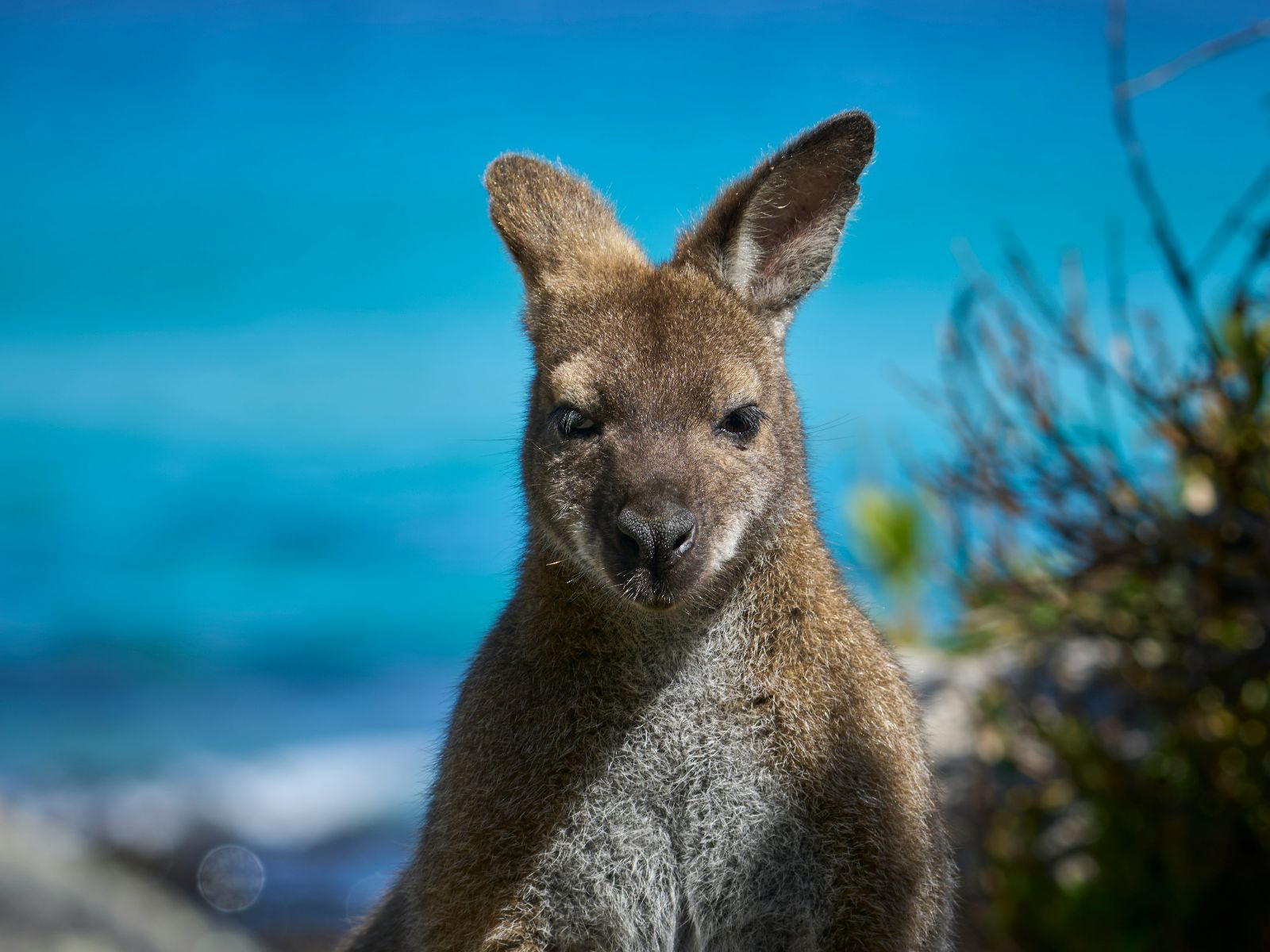 Rondreis Australië, Freycinet National Park, Wallabi