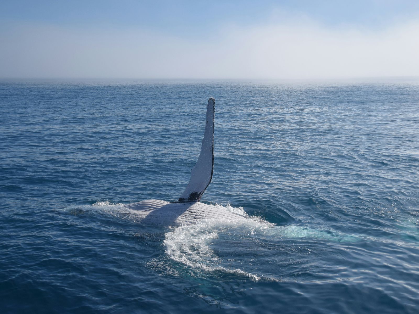 Rondreis Australië, Hervey Bay, walvis vin