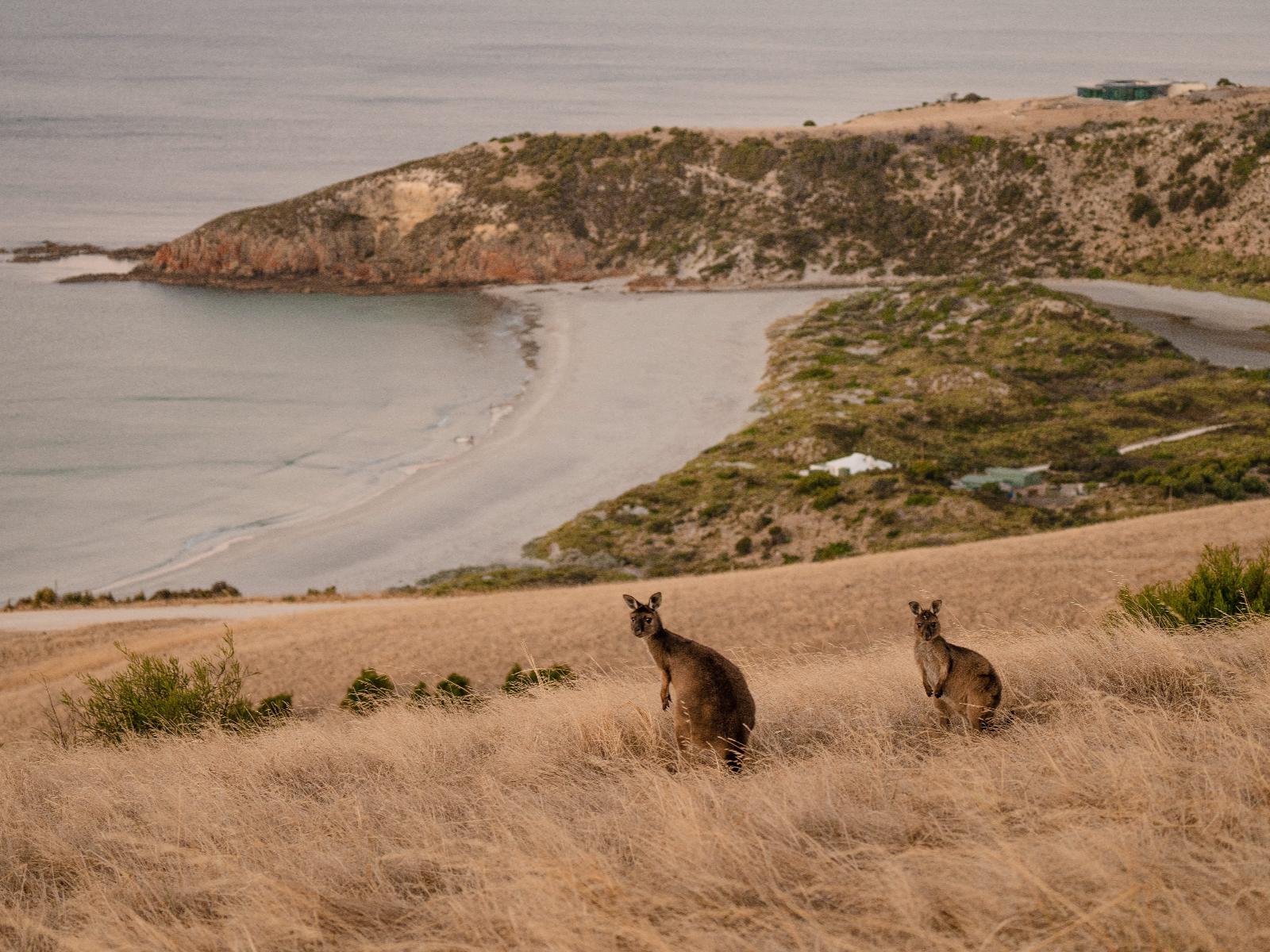 Rondreis Australië, Kangaroo Island, kangaroes bij zee