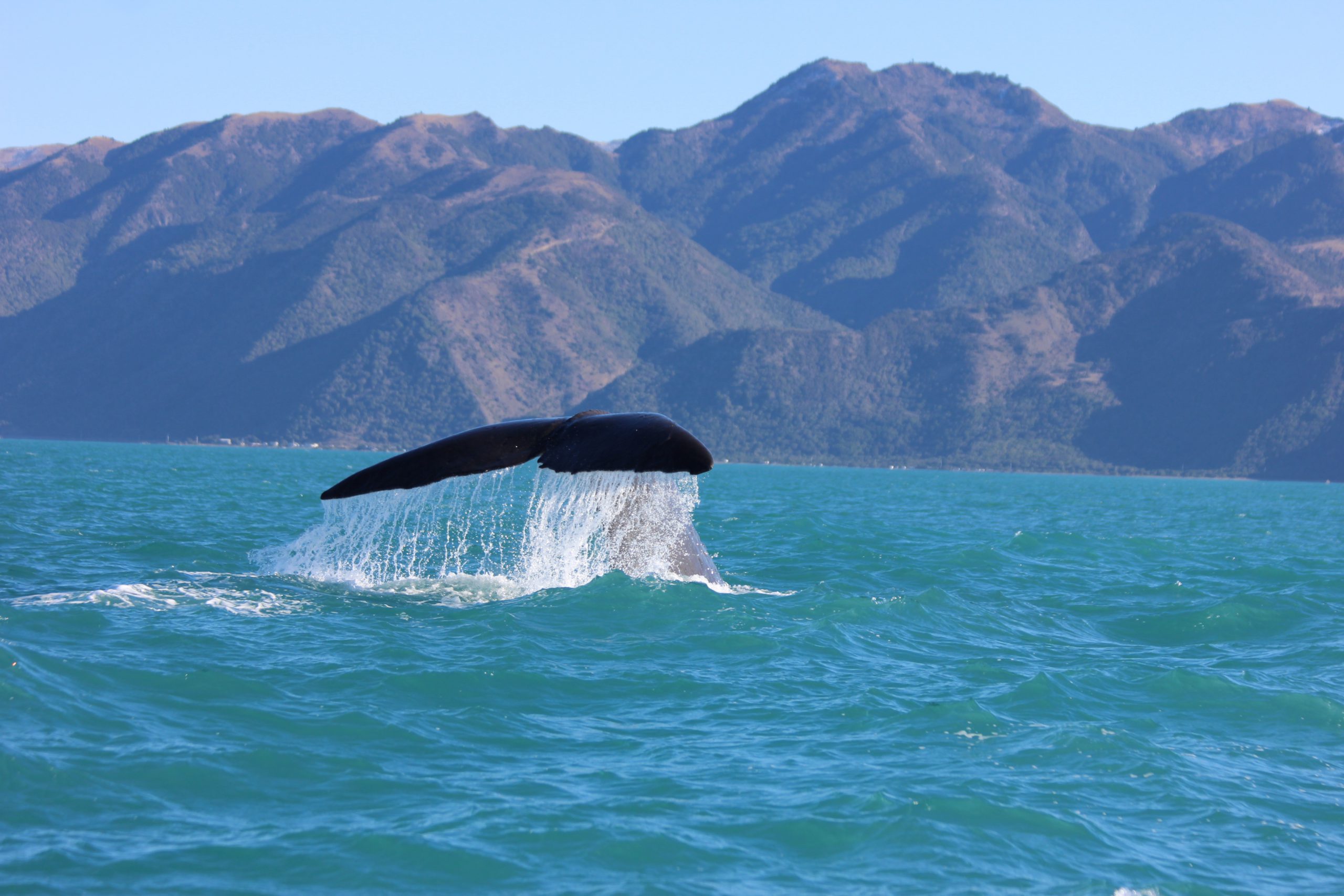 Rondreis Nieuw Zeeland Kaikoura Walvis Header