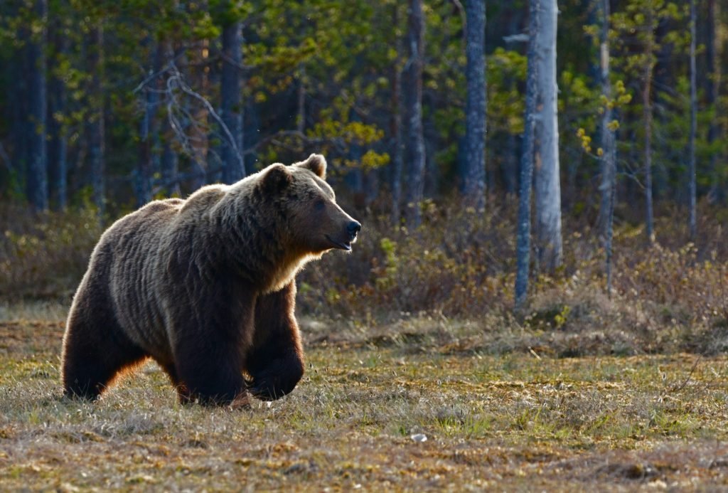 Grizzly Beer, Canada