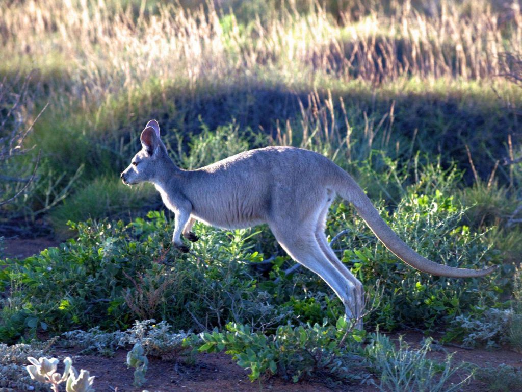 Rondreis Australië , Cape Range National Park, Wallaby, Tourism Australia