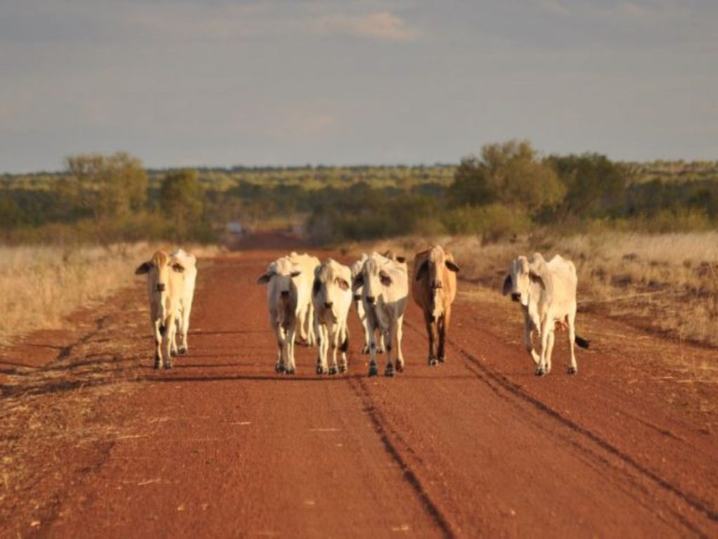 Rondreis Australië, Halls Creek, Koeien op zandweg
