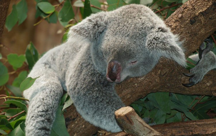 Koala | Australië