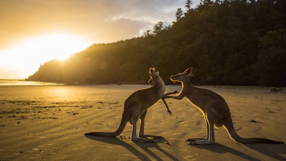 Twee kangoeroes met zonsondergang op het strand
