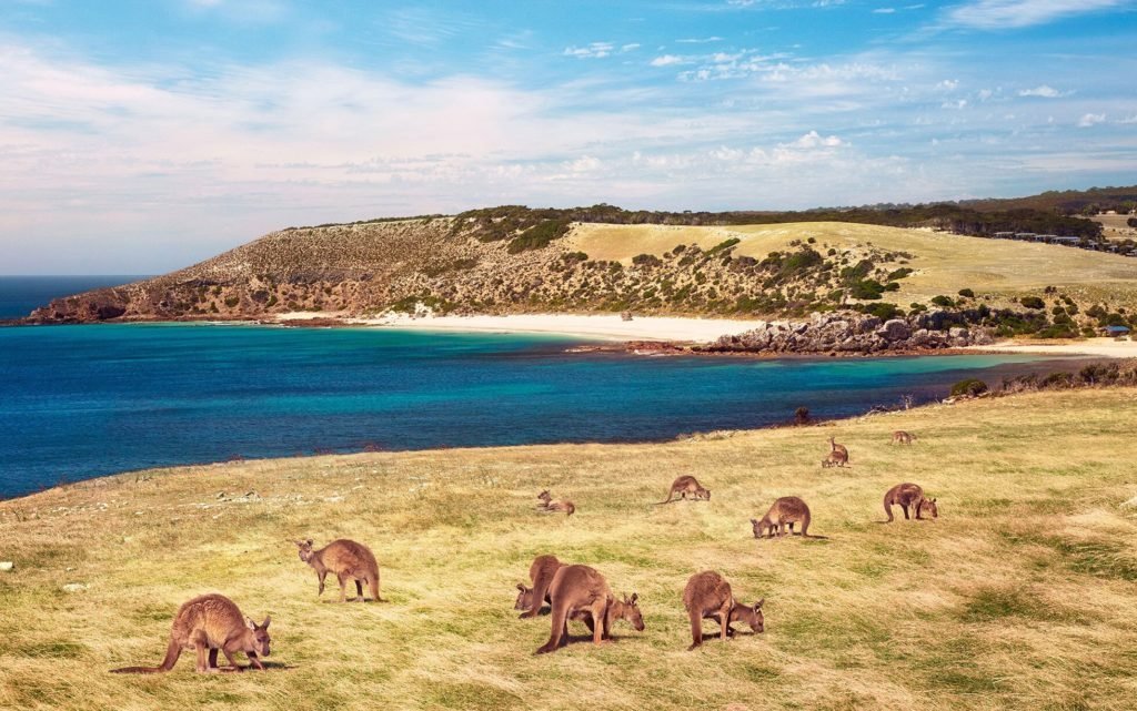 Rondreis Australie, Kangaroo Island, voor kust