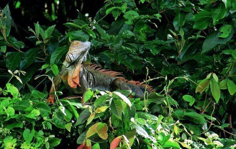 Tortuguero National Park | Costa Rica