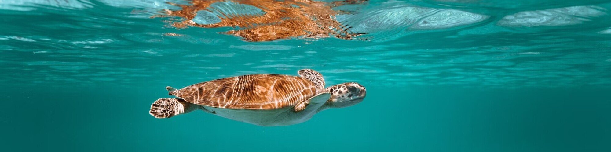 Rondreis Caribische eilanden, Aruba, Schildpad in het water banner