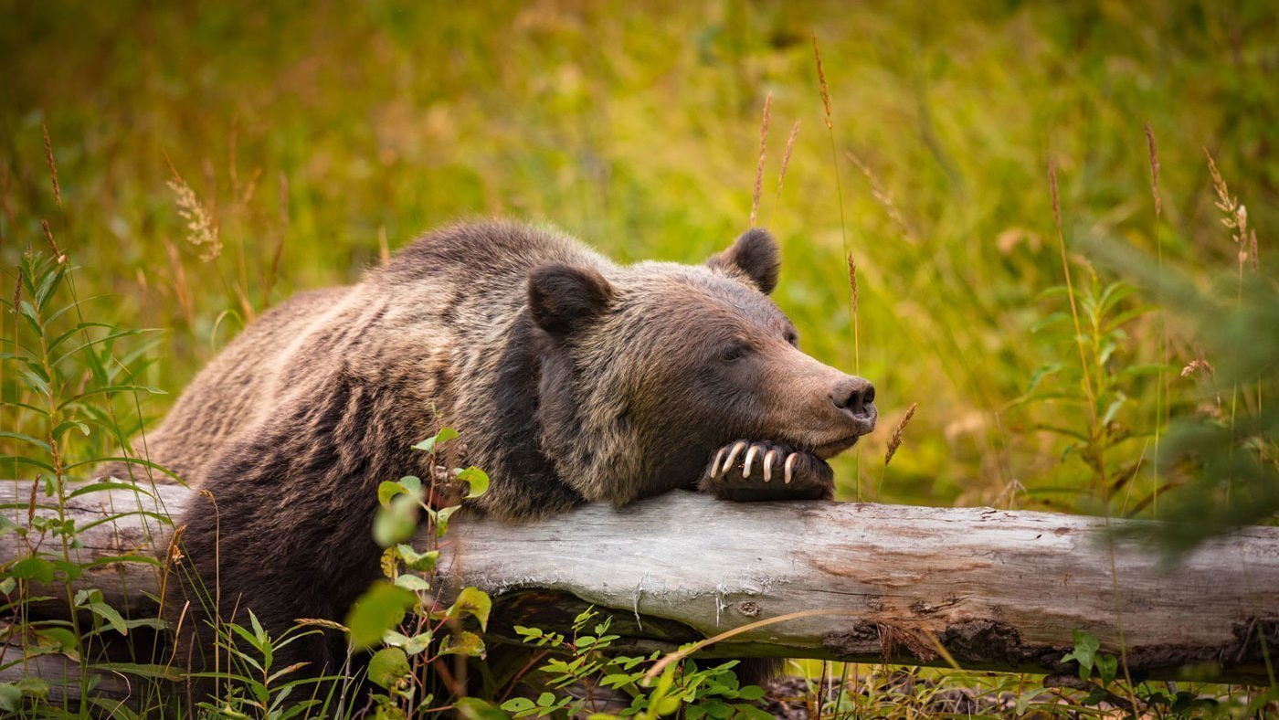 Grizzly bear Canada Banff