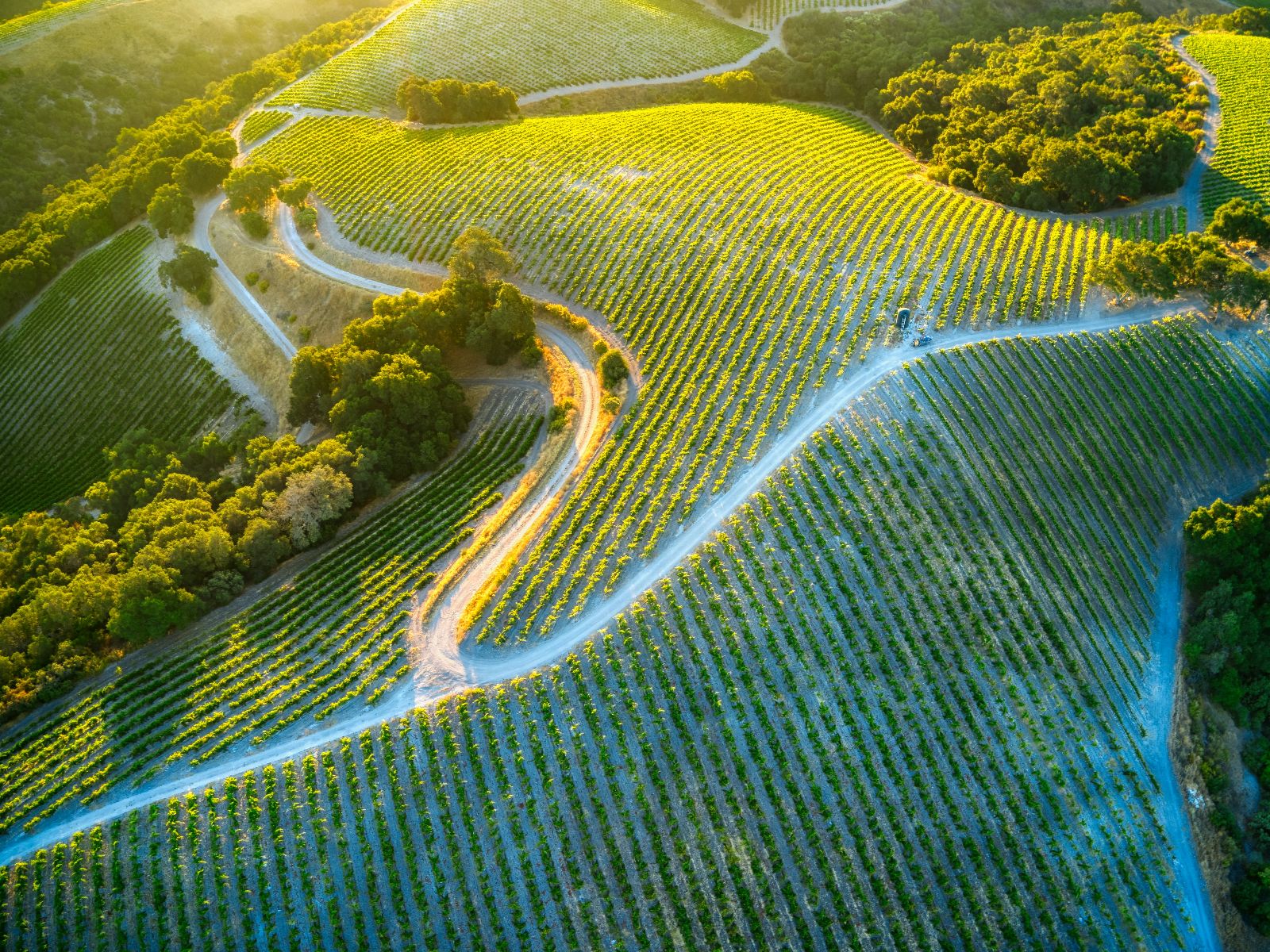 Rondreis Amerika, Paso Robles, wijngaarden