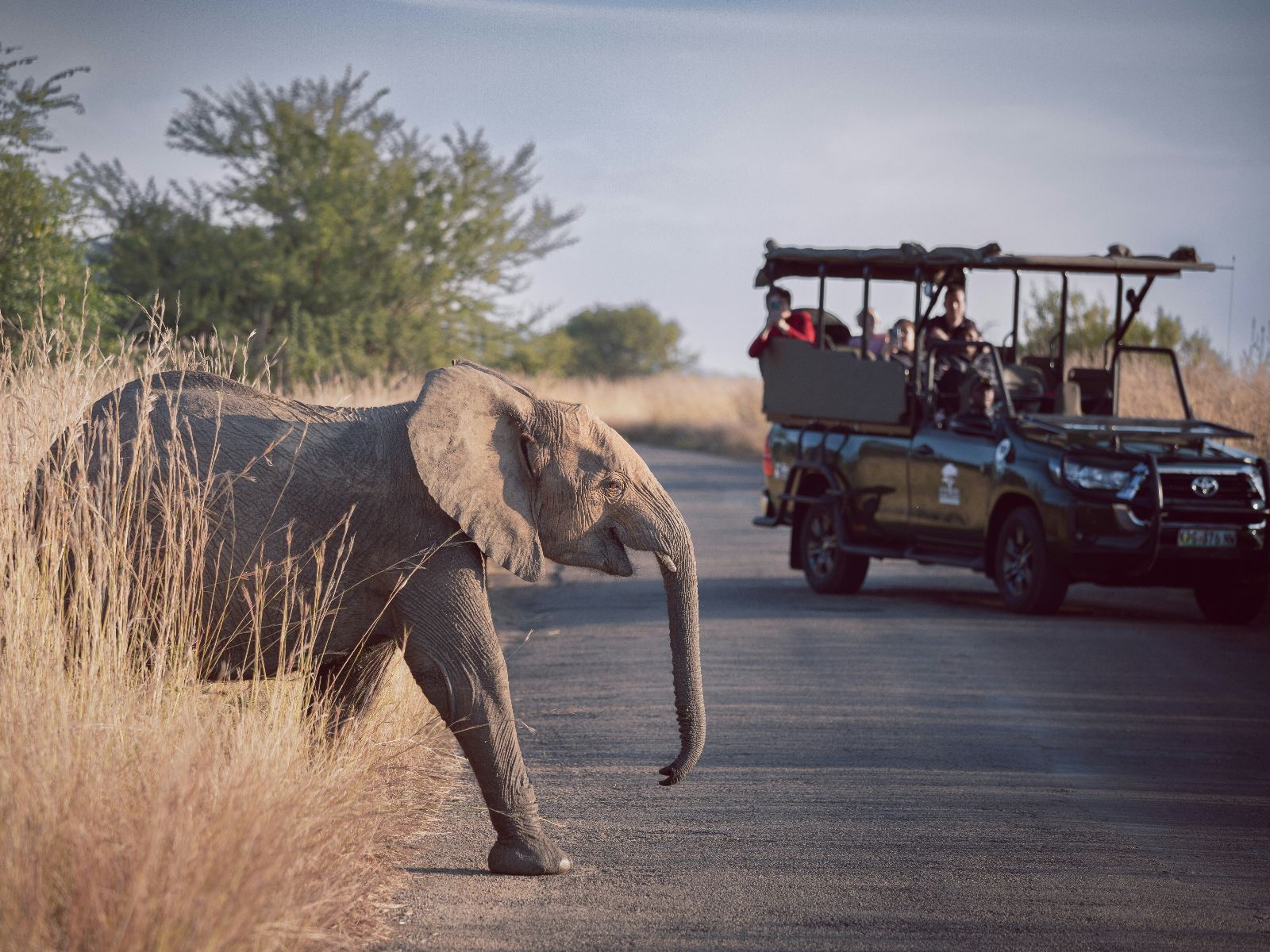 Rondreis Zuid-Afrika, Pilanesberg NP, baby olifantje die oversteekt