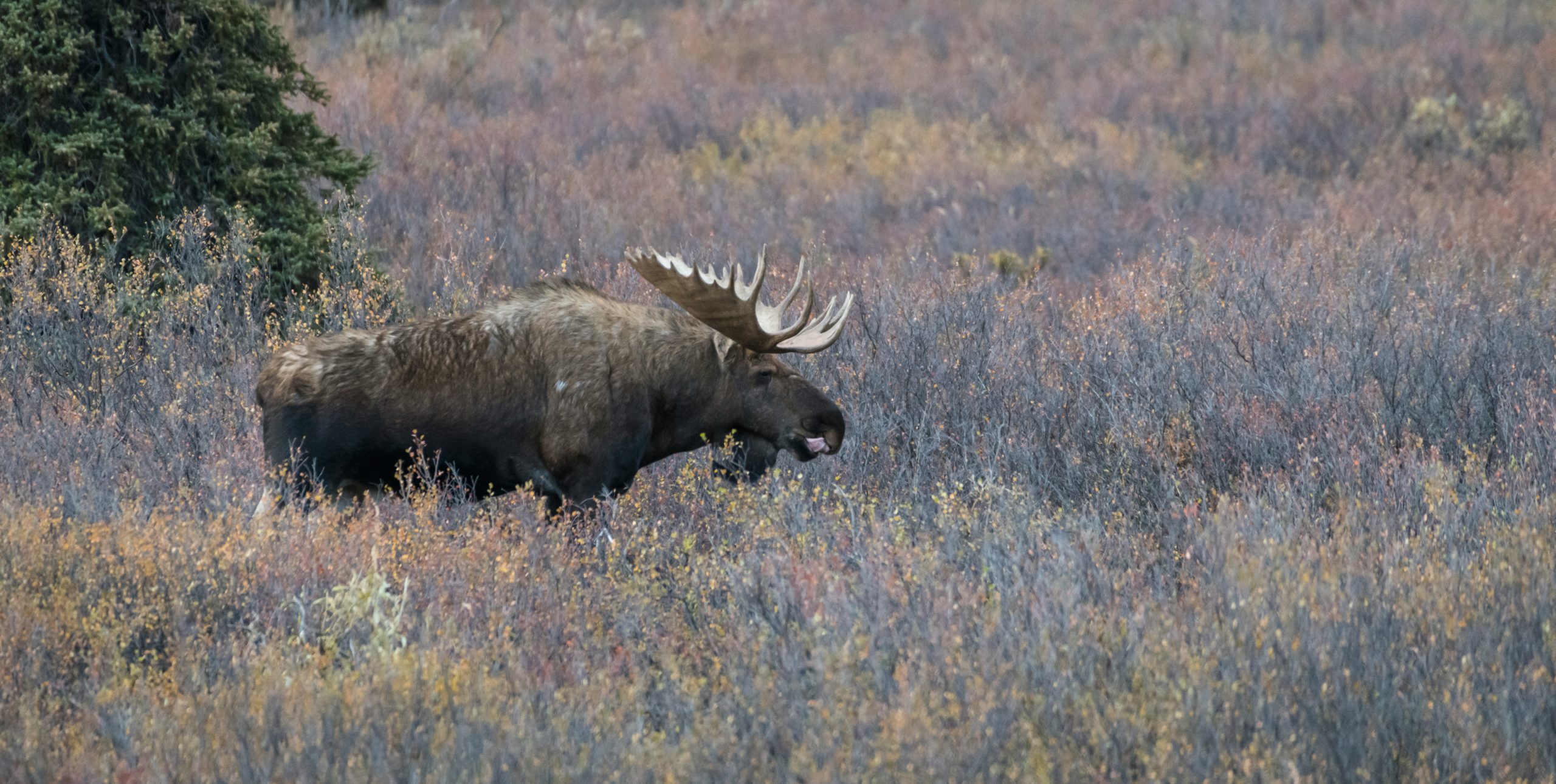 Denali National Park Alaska, USA eland
