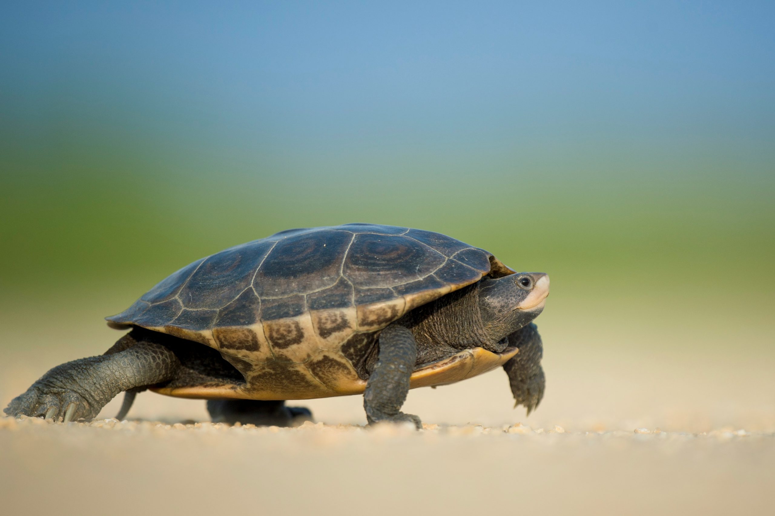 Slow Travel