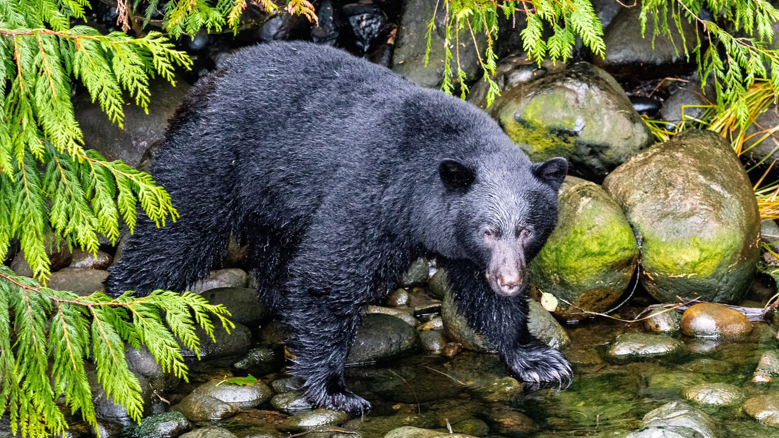 Black bomb bear viewing | Zwarte beren | Canada