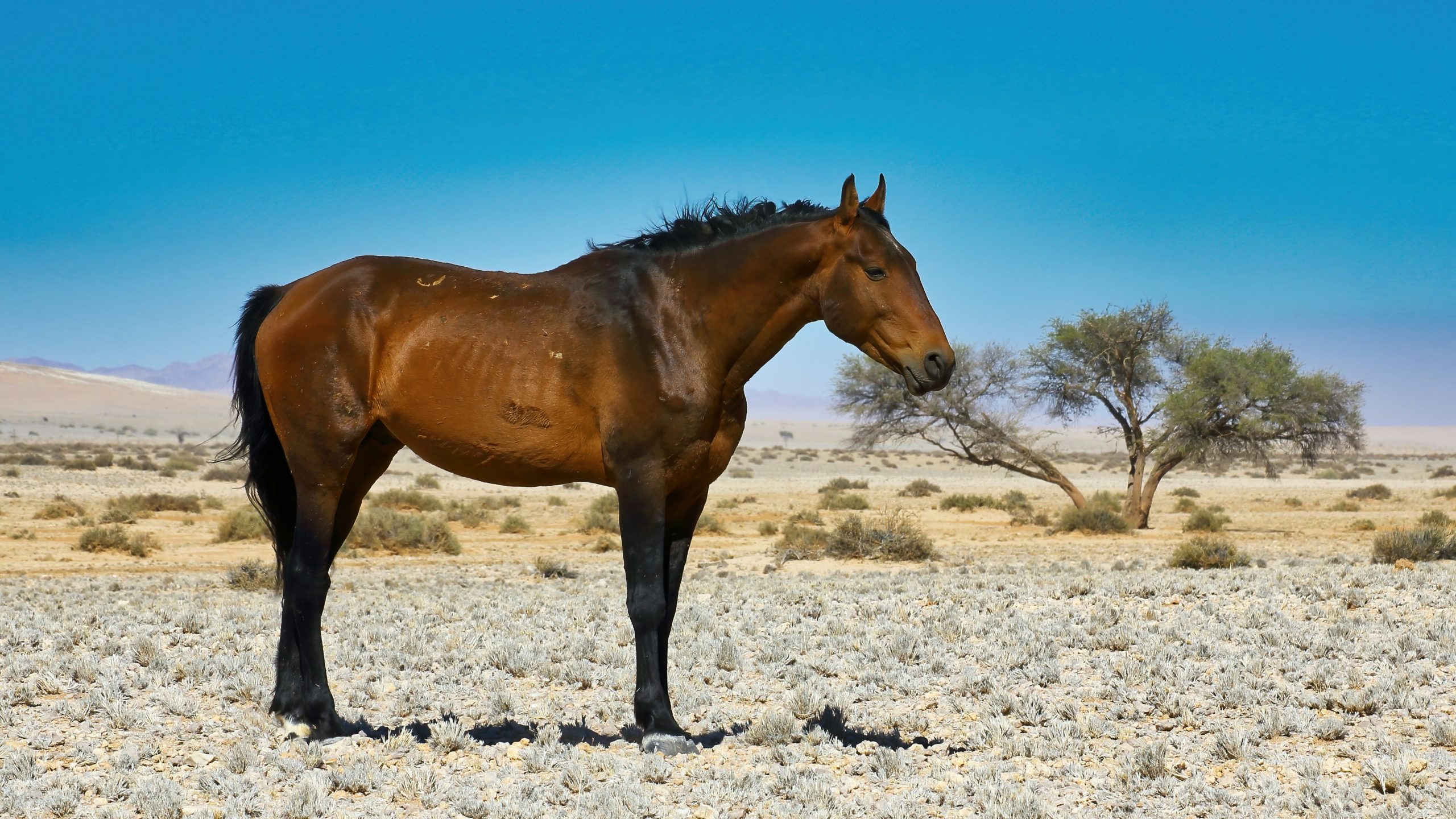 woestijnpaard Namibië