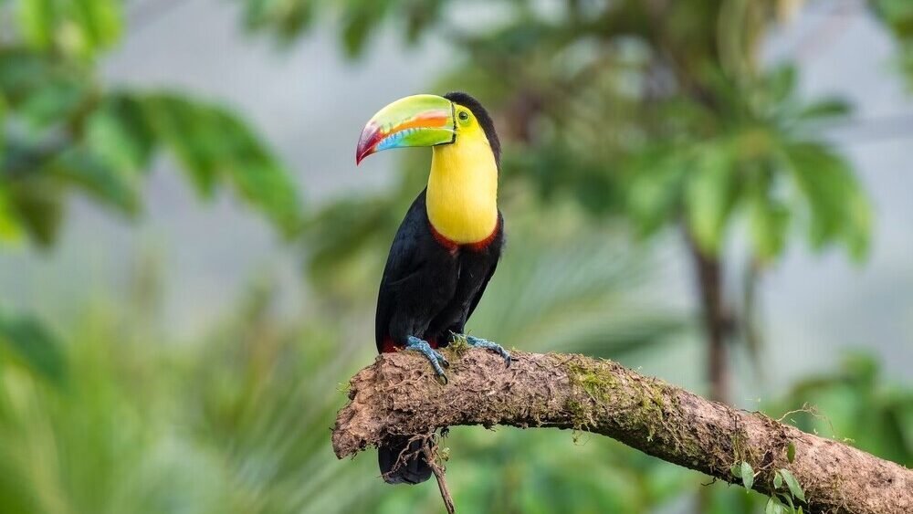 Rondreis Costa Rica, Boca Tapada lodge, vogel