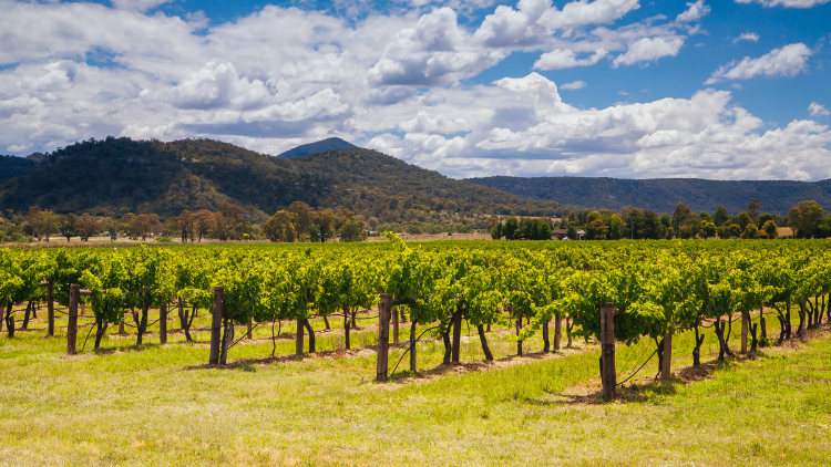 Rondreis Australië, Hunter Valley, wijngaard
