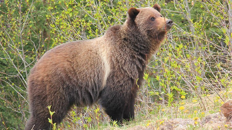 Canada-dieren-Grizzly-Bear