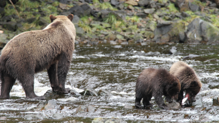 Kamperen Canada grizzlyberen in een rivier