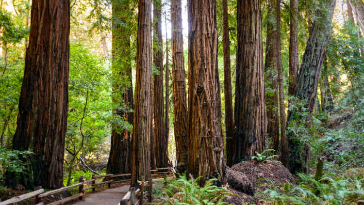 Muir Woods National Monument, Californië, USA - nationale parken Amerika reserveren
